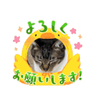 うちの子4にゃんスタンプ日常2（個別スタンプ：10）