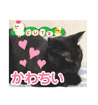 うちの子4にゃんスタンプ日常2（個別スタンプ：12）