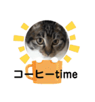 うちの子4にゃんスタンプ日常2（個別スタンプ：13）