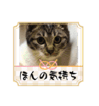 うちの子4にゃんスタンプ日常2（個別スタンプ：14）