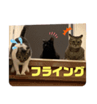 うちの子4にゃんスタンプ日常2（個別スタンプ：16）