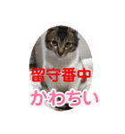 うちの子4にゃんスタンプ日常2（個別スタンプ：17）