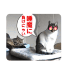 うちの子4にゃんスタンプ日常2（個別スタンプ：19）