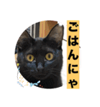 うちの子4にゃんスタンプ日常2（個別スタンプ：20）