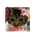 うちの子4にゃんスタンプ日常2（個別スタンプ：21）