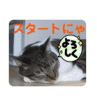 うちの子4にゃんスタンプ日常2（個別スタンプ：23）