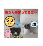 うちの子4にゃんスタンプ日常2（個別スタンプ：25）