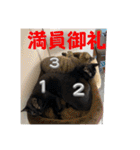 うちの子4にゃんスタンプ日常2（個別スタンプ：30）