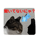 うちの子4にゃんスタンプ日常2（個別スタンプ：31）