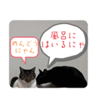 うちの子4にゃんスタンプ日常2（個別スタンプ：35）