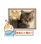 うちの子4にゃんスタンプ日常2（個別スタンプ：37）