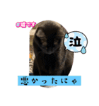 うちの子4にゃんスタンプ日常2（個別スタンプ：38）