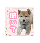 柴犬つむぎ お友達に送るスタンプ（個別スタンプ：1）