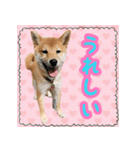 柴犬つむぎ お友達に送るスタンプ（個別スタンプ：7）