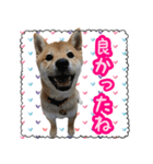 柴犬つむぎ お友達に送るスタンプ（個別スタンプ：8）