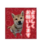 柴犬つむぎ お友達に送るスタンプ（個別スタンプ：13）