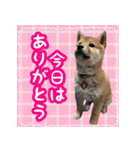 柴犬つむぎ お友達に送るスタンプ（個別スタンプ：16）