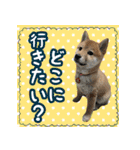 柴犬つむぎ お友達に送るスタンプ（個別スタンプ：18）