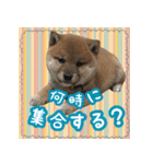 柴犬つむぎ お友達に送るスタンプ（個別スタンプ：19）