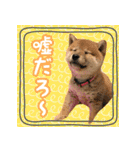 柴犬つむぎ お友達に送るスタンプ（個別スタンプ：28）