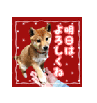 柴犬つむぎ お友達に送るスタンプ（個別スタンプ：31）