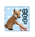 柴犬つむぎ お友達に送るスタンプ（個別スタンプ：32）