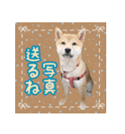 柴犬つむぎ お友達に送るスタンプ（個別スタンプ：38）