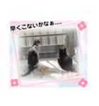 可愛い猫「こまり＆こまめ」のスタンプ（個別スタンプ：1）