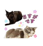 可愛い猫「こまり＆こまめ」のスタンプ（個別スタンプ：36）