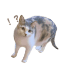 いっぱいのねこ（個別スタンプ：1）