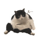 いっぱいのねこ（個別スタンプ：3）