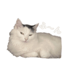 いっぱいのねこ（個別スタンプ：4）