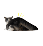 いっぱいのねこ（個別スタンプ：5）