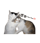 いっぱいのねこ（個別スタンプ：6）