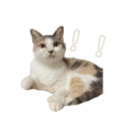 いっぱいのねこ（個別スタンプ：9）