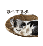 いっぱいのねこ（個別スタンプ：10）