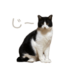 いっぱいのねこ（個別スタンプ：11）