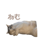 いっぱいのねこ（個別スタンプ：15）
