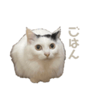 いっぱいのねこ（個別スタンプ：16）