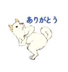 ヨガを嗜む柴犬さん（個別スタンプ：9）