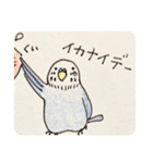 インコさん！！（個別スタンプ：11）