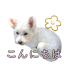 ムックとトニー＆妹（個別スタンプ：2）