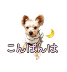 ムックとトニー＆妹（個別スタンプ：3）