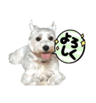 ムックとトニー＆妹（個別スタンプ：8）