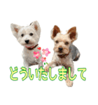ムックとトニー＆妹（個別スタンプ：38）