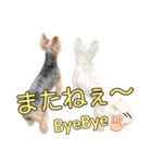 ムックとトニー＆妹（個別スタンプ：39）