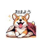 日常 ドット絵 コーギー 40種 犬 イヌ DOG（個別スタンプ：1）