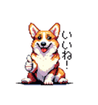 日常 ドット絵 コーギー 40種 犬 イヌ DOG（個別スタンプ：3）