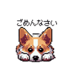 日常 ドット絵 コーギー 40種 犬 イヌ DOG（個別スタンプ：5）