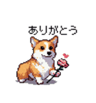 日常 ドット絵 コーギー 40種 犬 イヌ DOG（個別スタンプ：6）